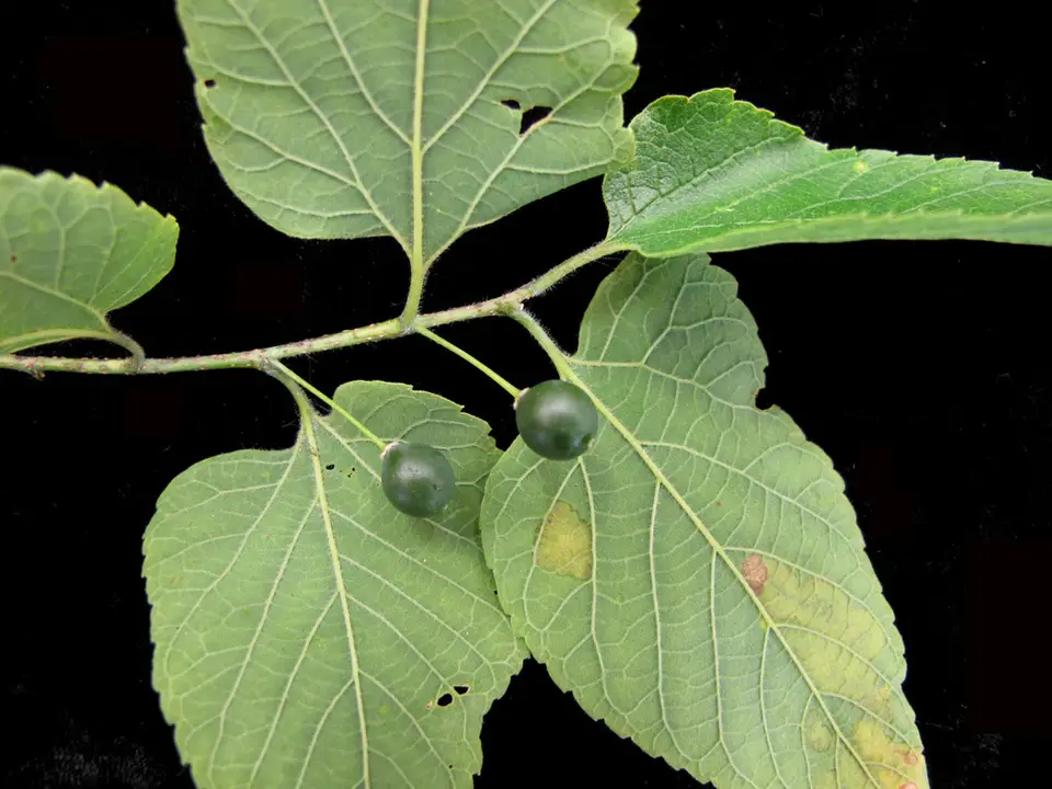 Common Hackberry (Celtis occidentalis)