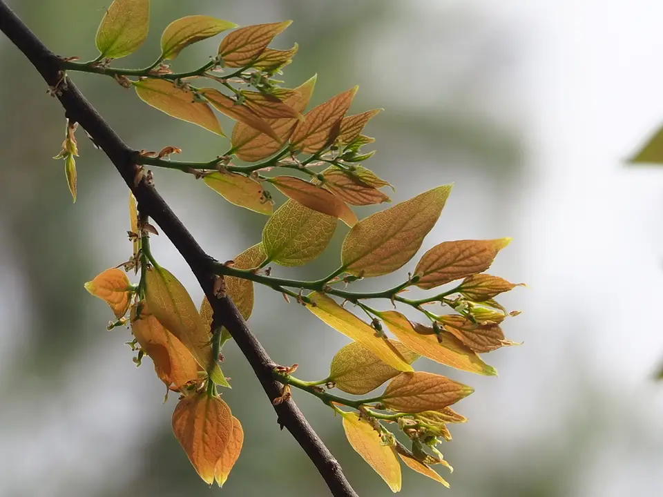 Chinese Hackberry (Celtis sinensis)