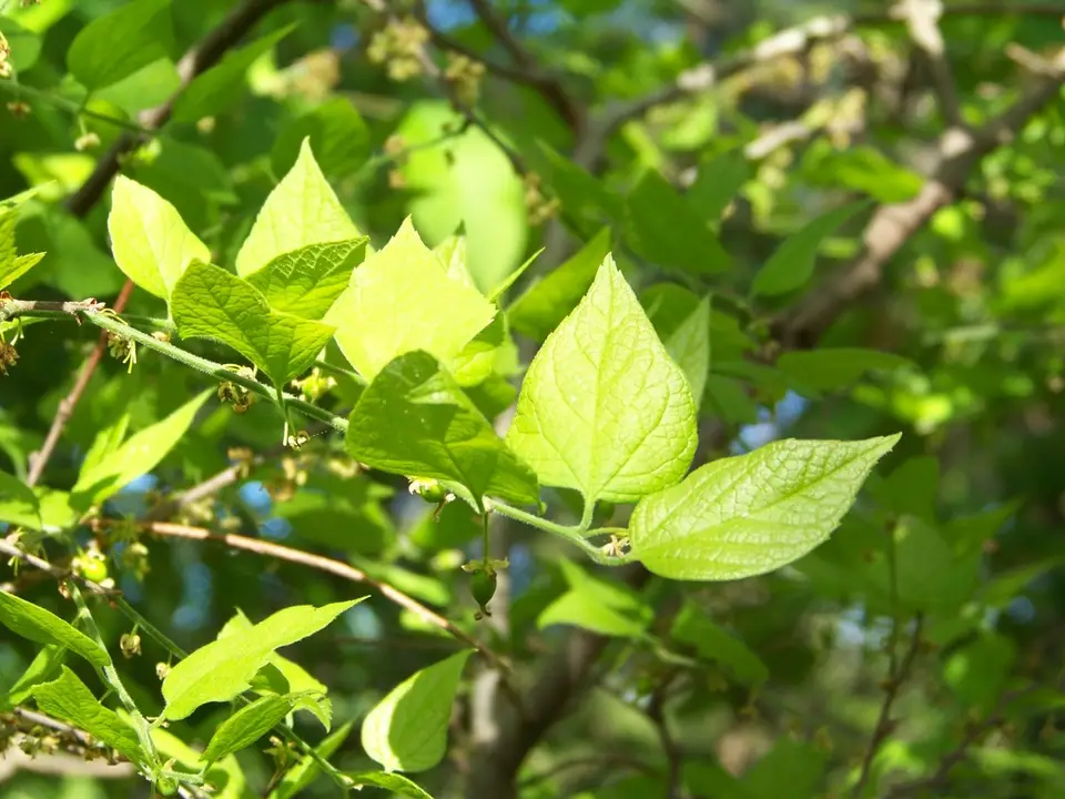 Dwarf Hackberry (Celtis tenuifolia)
