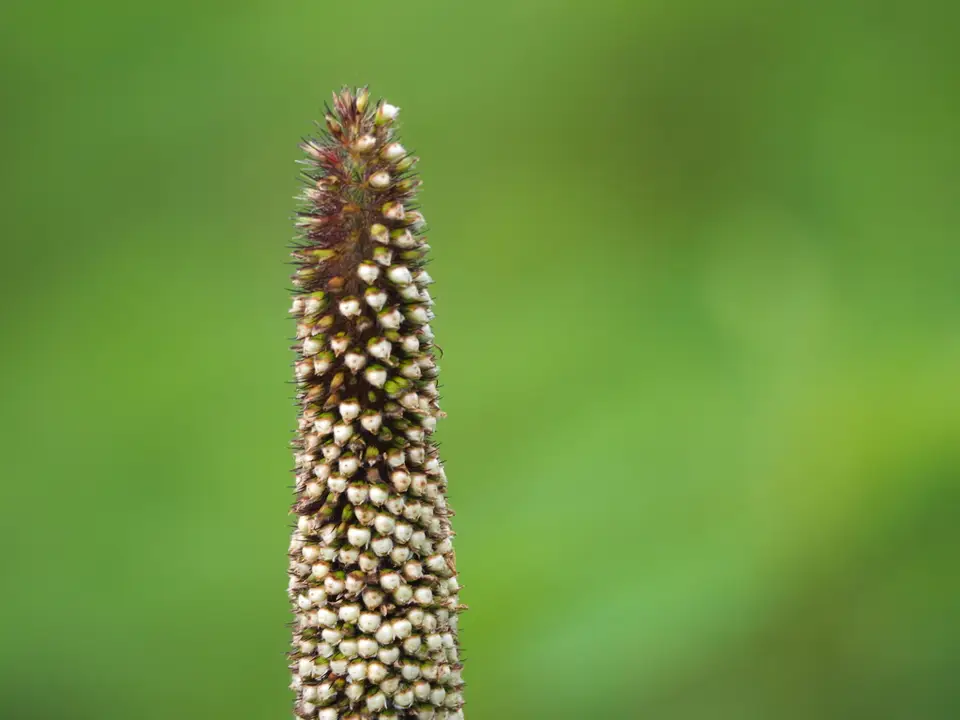 Pearl Millet (Cenchrus americanus)