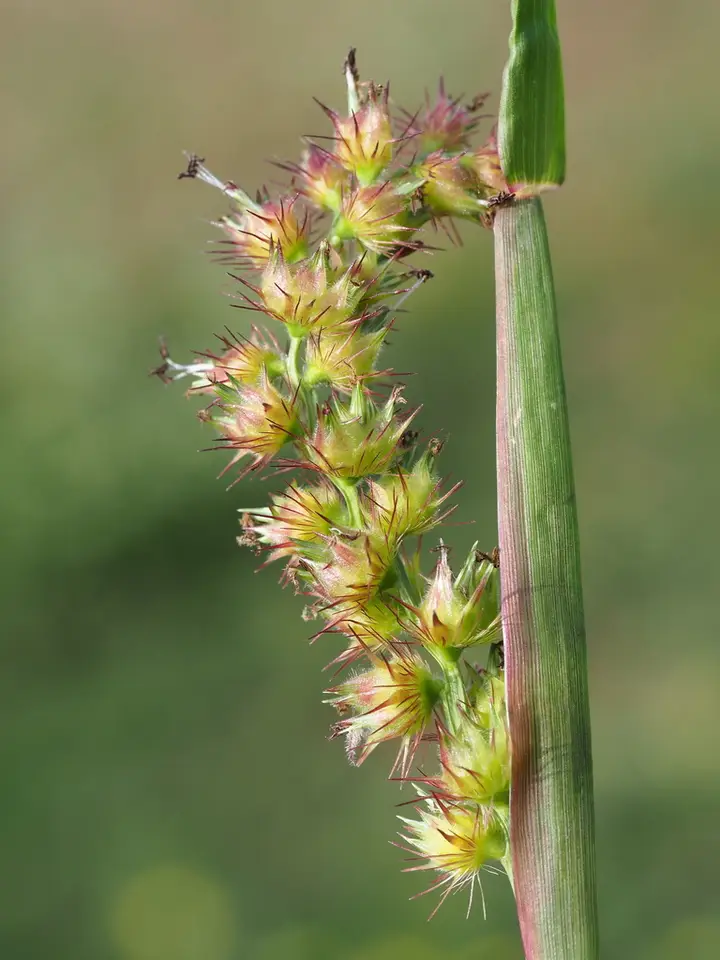 Southern Sandbur (Cenchrus echinatus)