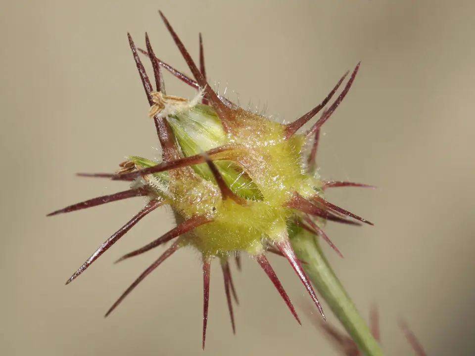 Mat Sandbur (Cenchrus longispinus)