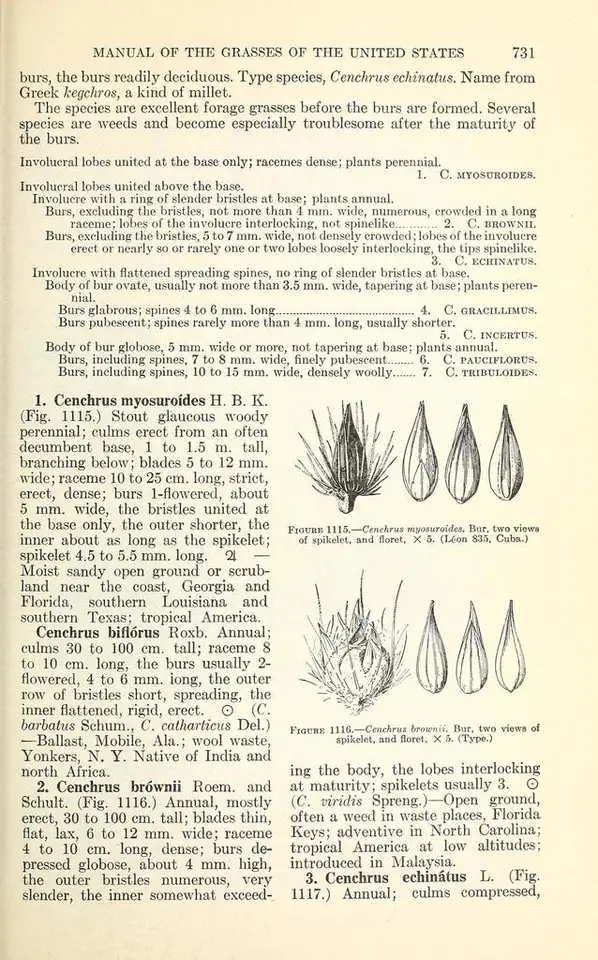 Big Sandbur (Cenchrus myosuroides)