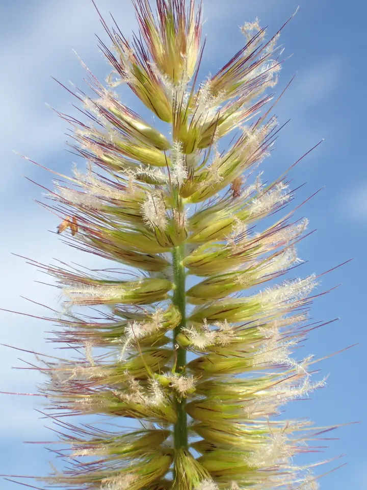 Napier Grass (Cenchrus purpureus)