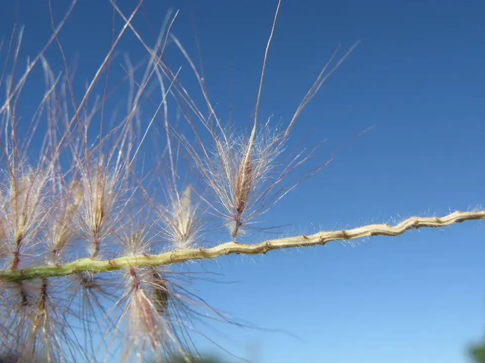 Fountain Grass (Cenchrus setaceus)