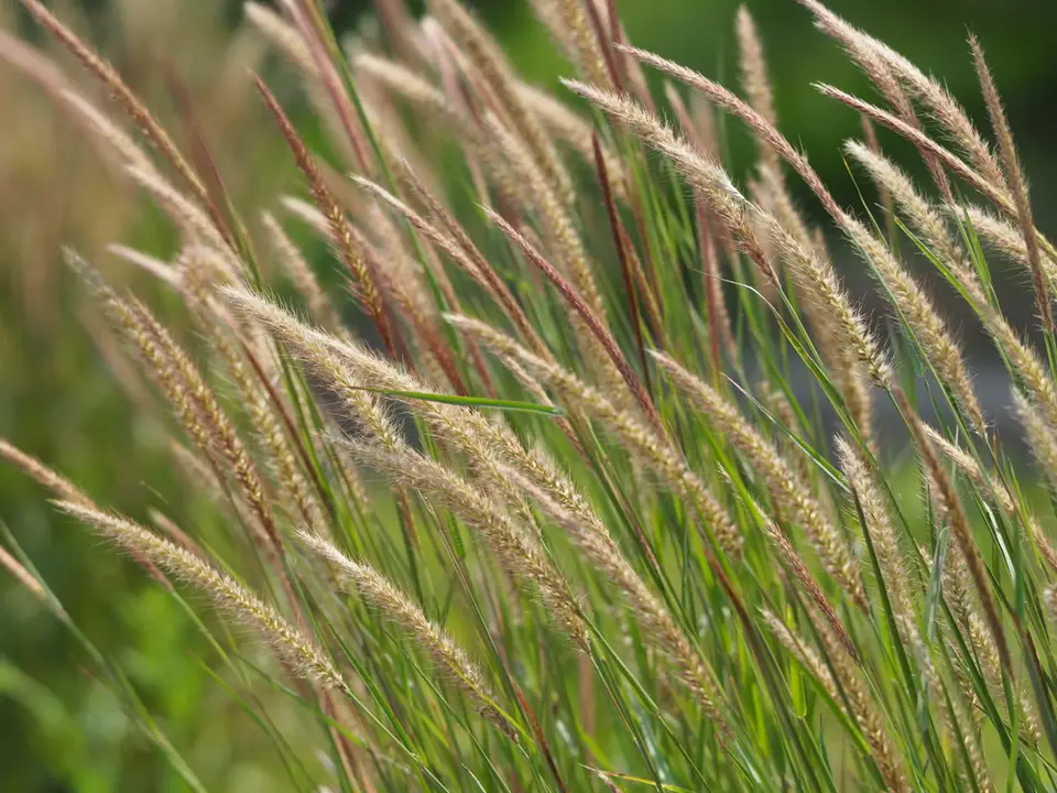 Feathery Pennisetum (Cenchrus setosus)