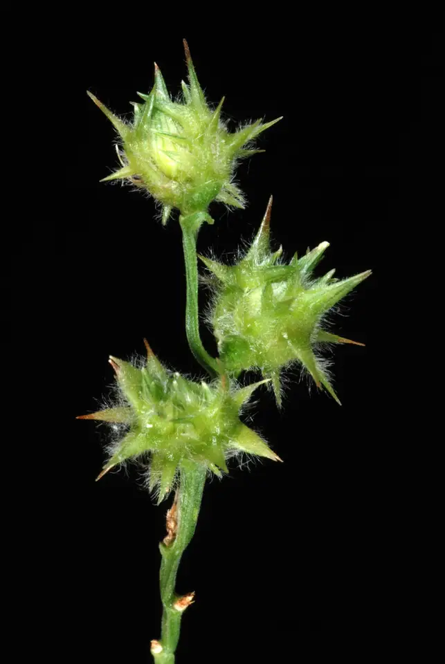 Coastal Sandbur (Cenchrus spinifex)