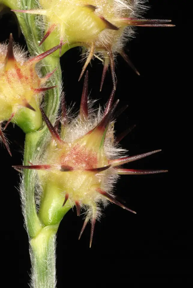 Dune Sandbur (Cenchrus tribuloides)