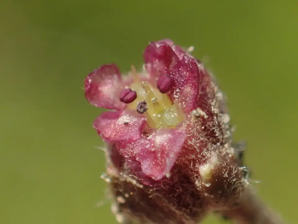 Indian Pennywort (Centella asiatica)