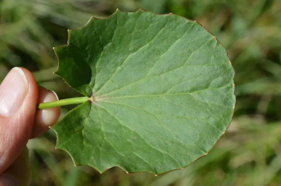 American Coinwort (Centella erecta)