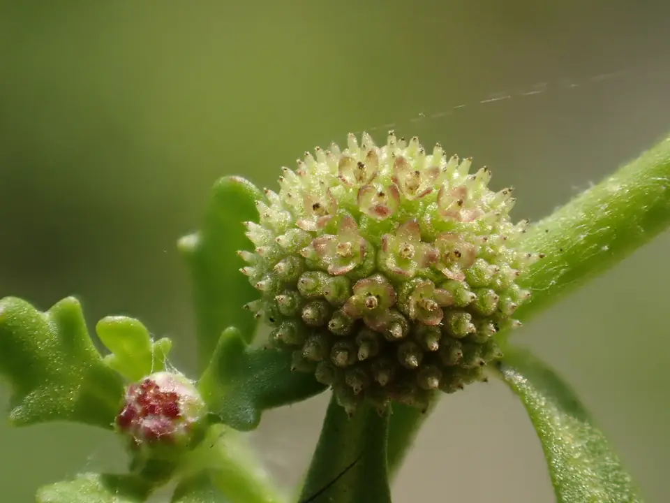 Spreading Sneezeweed (Centipeda minima)