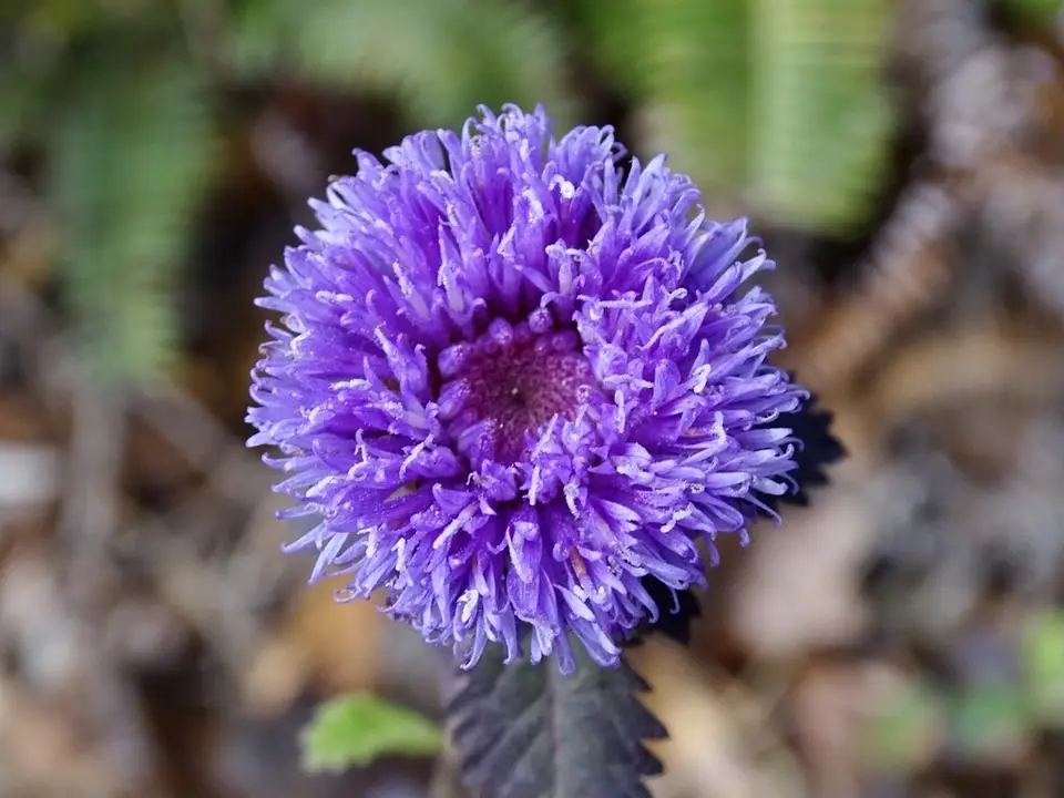 Brazilian Bachelor's Button (Centratherum punctatum)