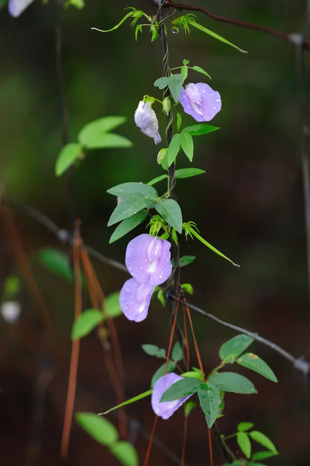 Butterfly Pea (Centrosema virginianum)