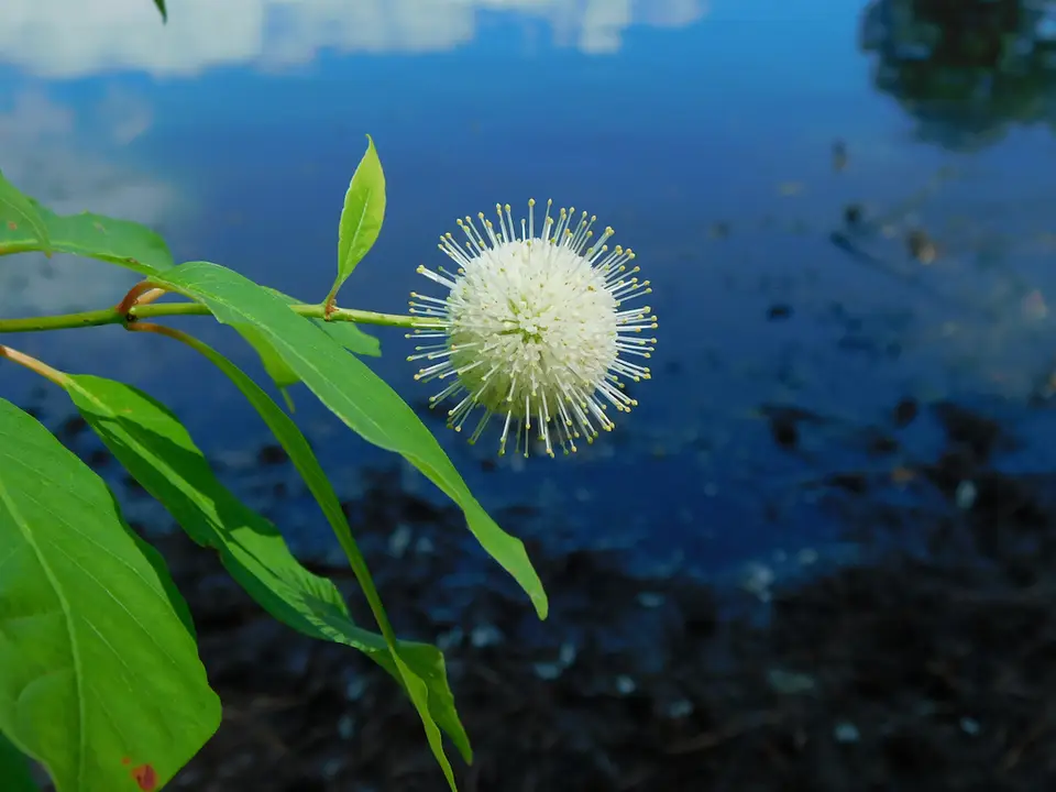 Buttonbush (Cephalanthus occidentalis)