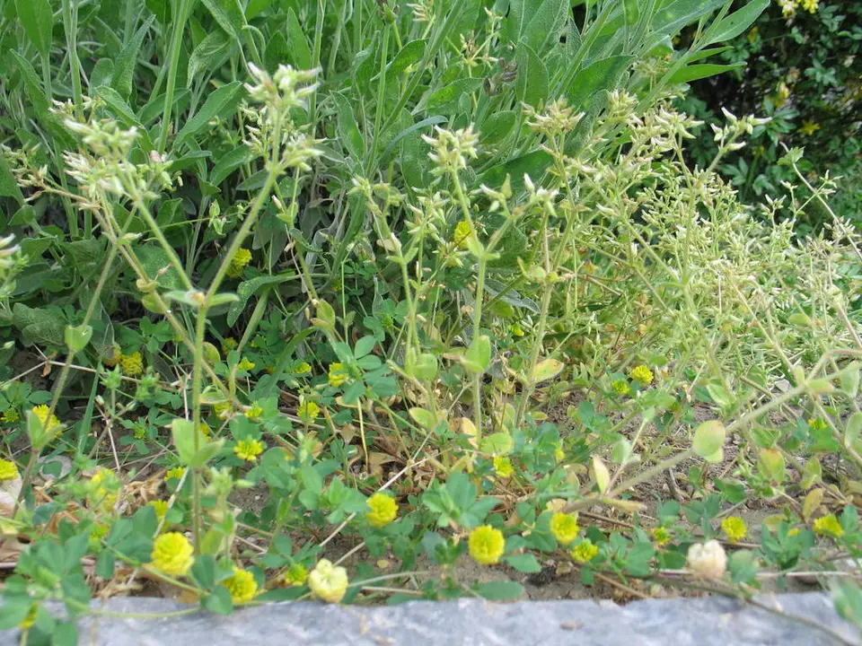 Sticky Mouse-Ear Chickweed (Cerastium glomeratum)