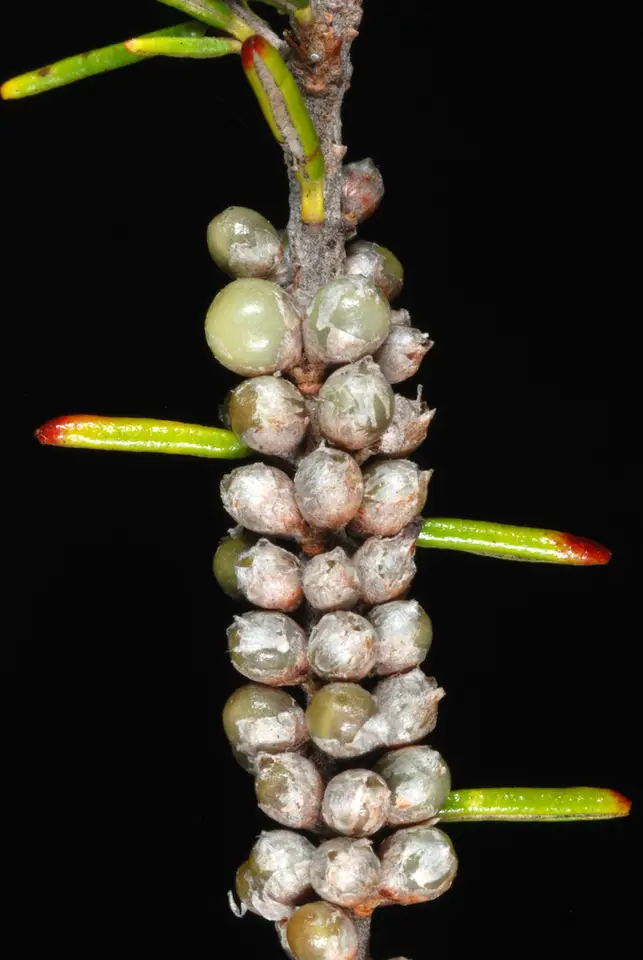 Florida Rosemary (Ceratiola ericoides)