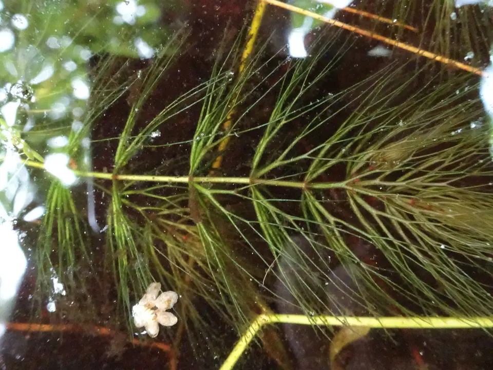 Spiny Coontail (Ceratophyllum echinatum)