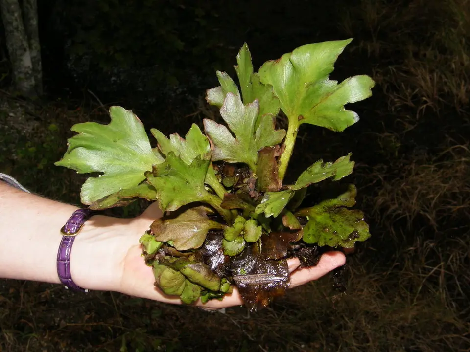 Floating Antler-Fern (Ceratopteris pteridoides)