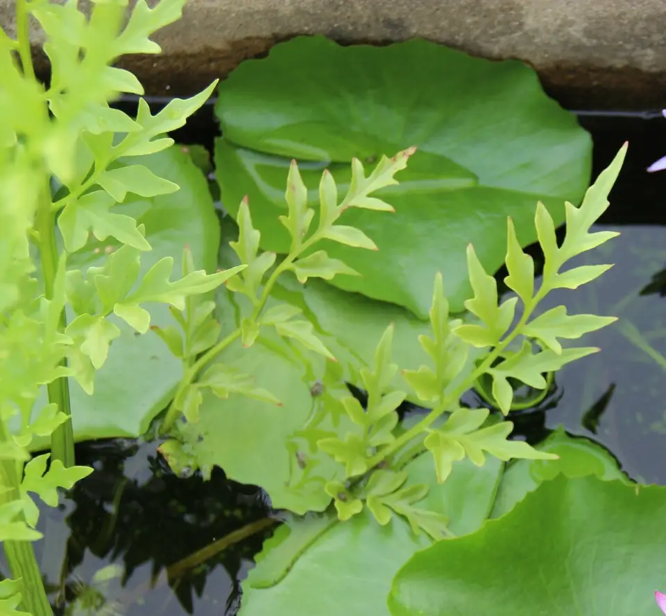 Water Fern (Ceratopteris thalictroides)