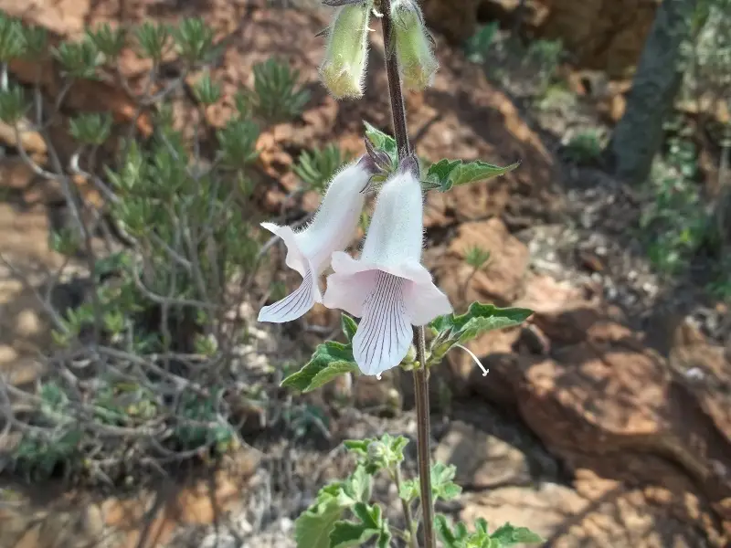 South African Foxglove (Ceratotheca triloba)