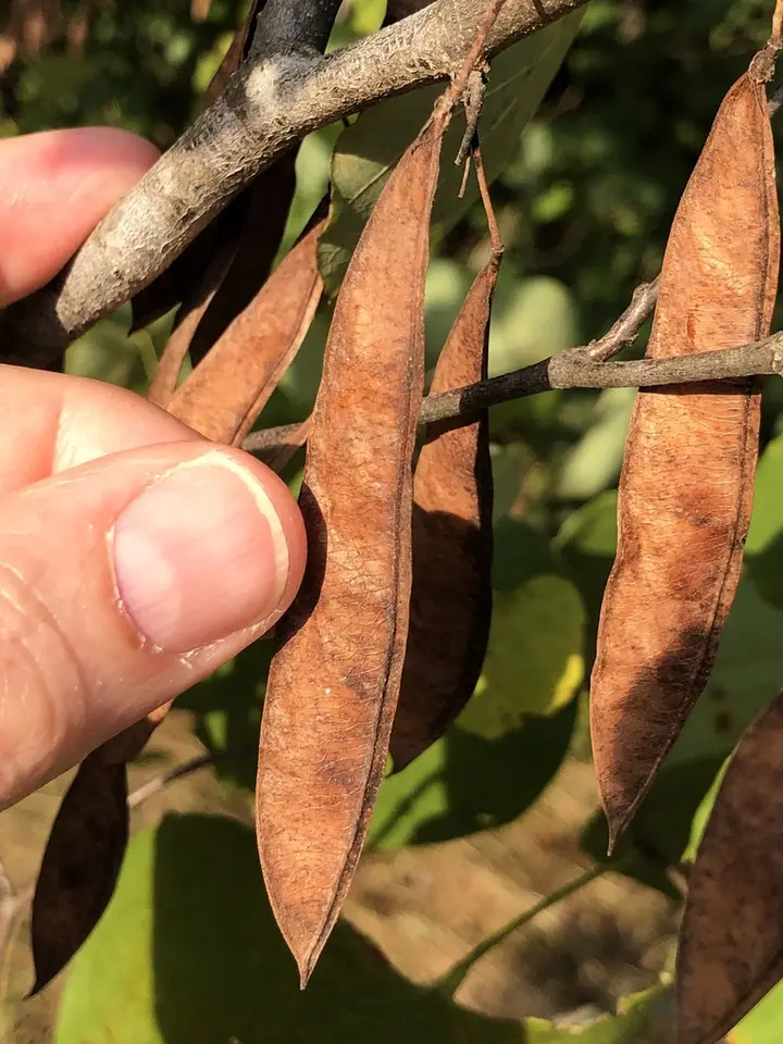 Eastern Redbud (Cercis canadensis)