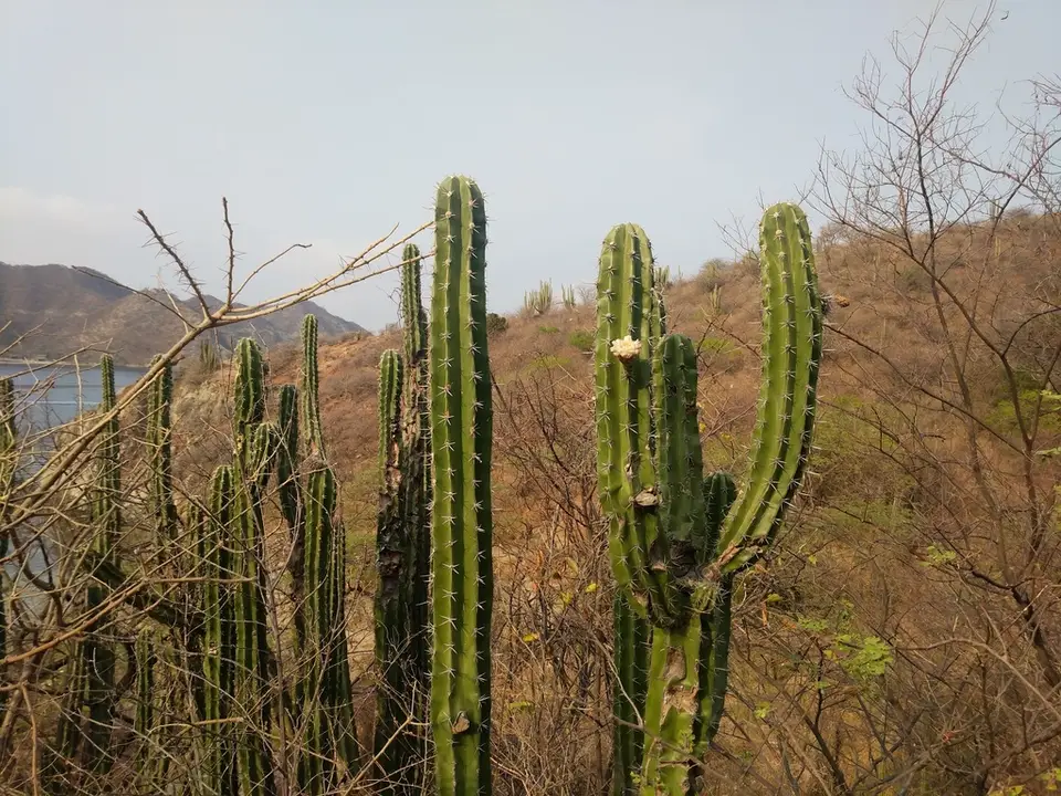 Lady-Of-The-Night Cactus (Cereus hexagonus)