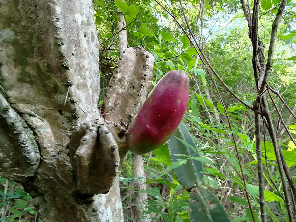 Cereus lepidotus (Cereus lepidotus)