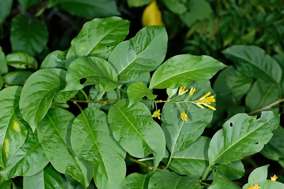 Orange Cestrum (Cestrum aurantiacum)