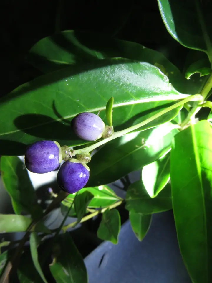 Day Jessamine (Cestrum diurnum)