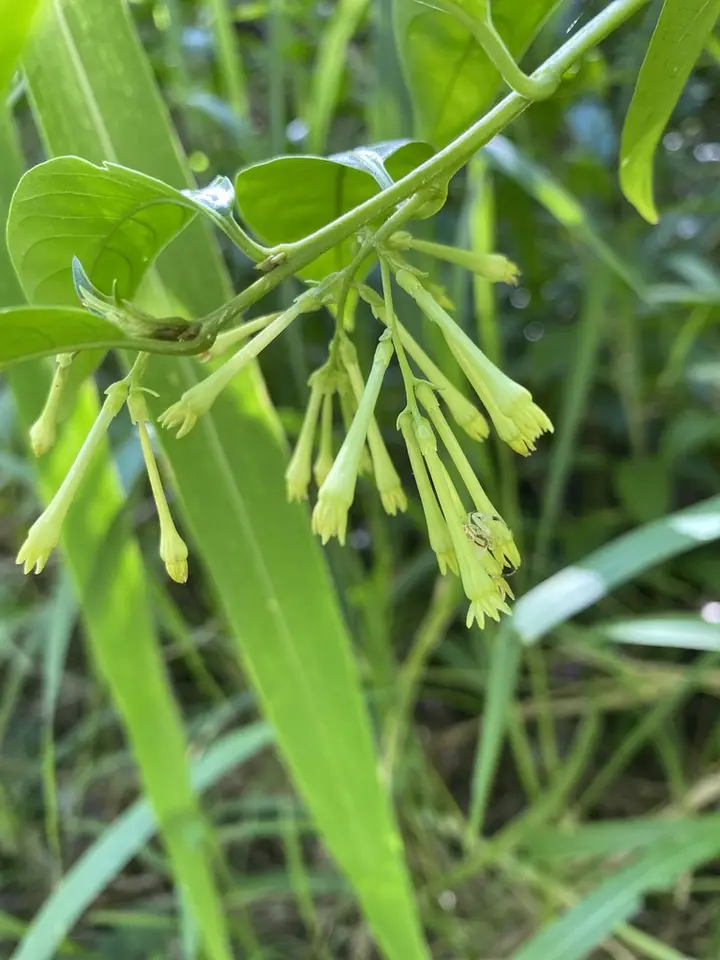 Night Jessamine (Cestrum nocturnum)
