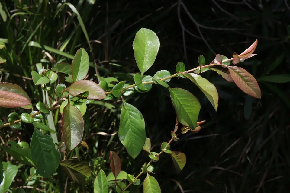 Chinese Quince (Chaenomeles speciosa)