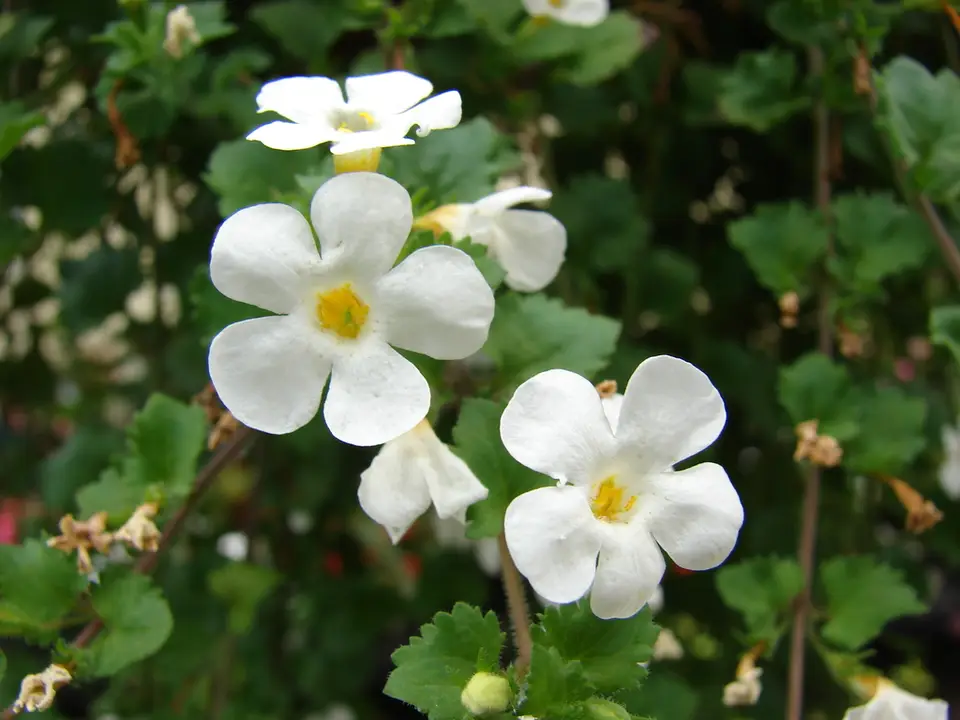 Bacopa (Chaenostoma cordatum)