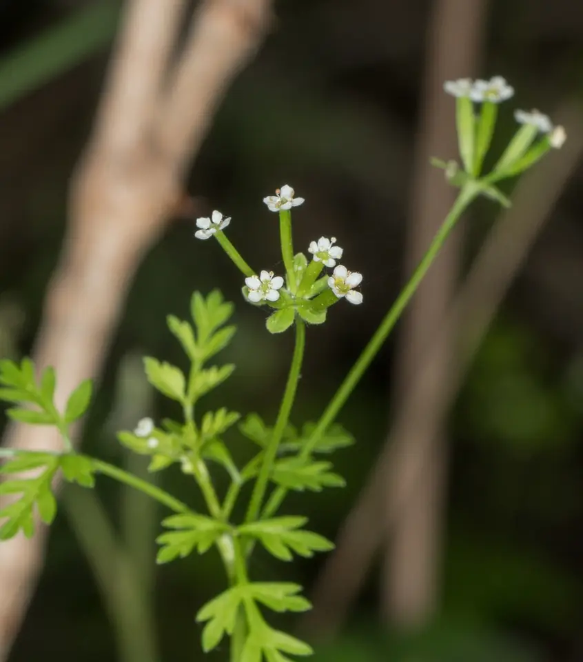 Hairyfruit Chervil (Chaerophyllum tainturieri)