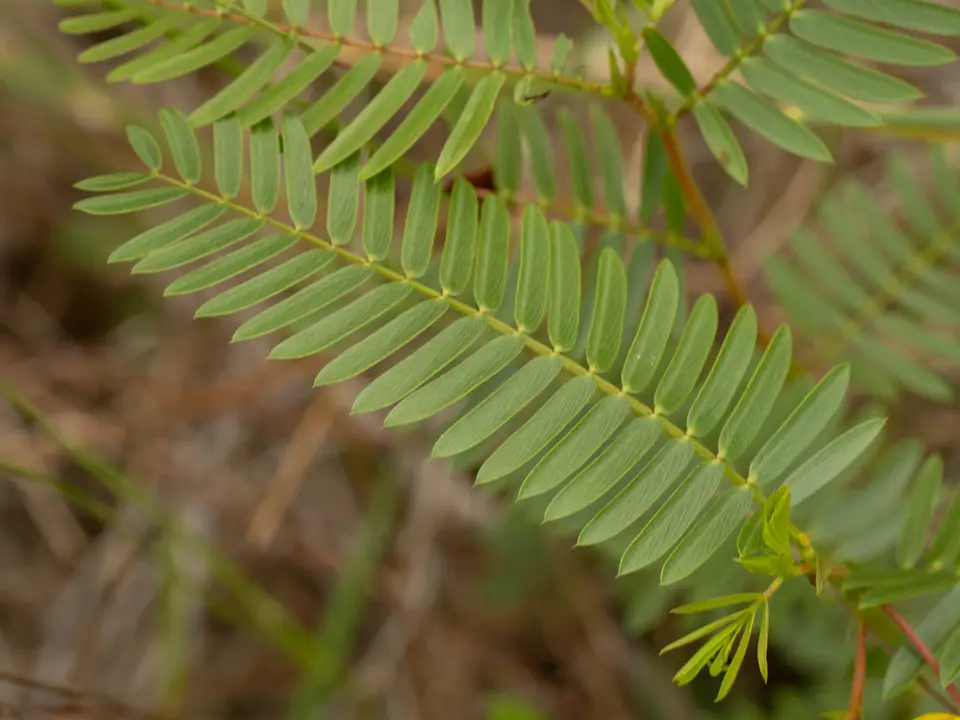 Deering Partridge Pea (Chamaecrista deeringiana)