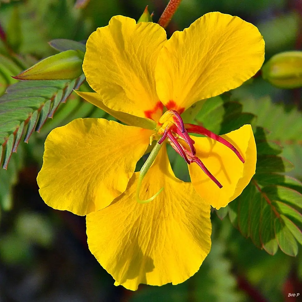 Partridge Pea (Chamaecrista fasciculata)