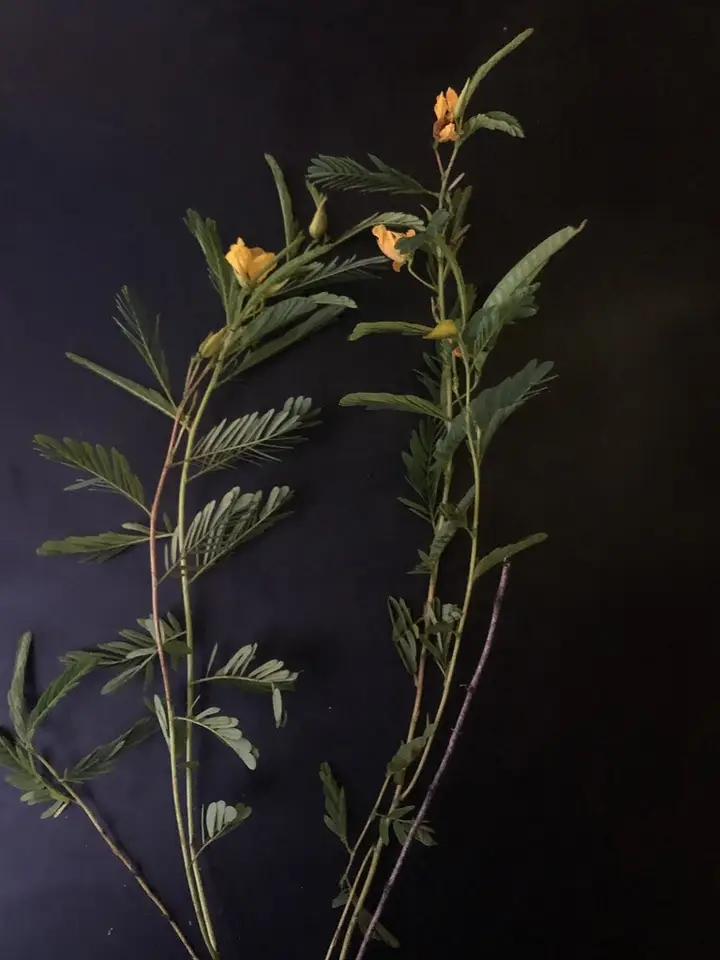 Chamaecrista horizontalis (Chamaecrista horizontalis)