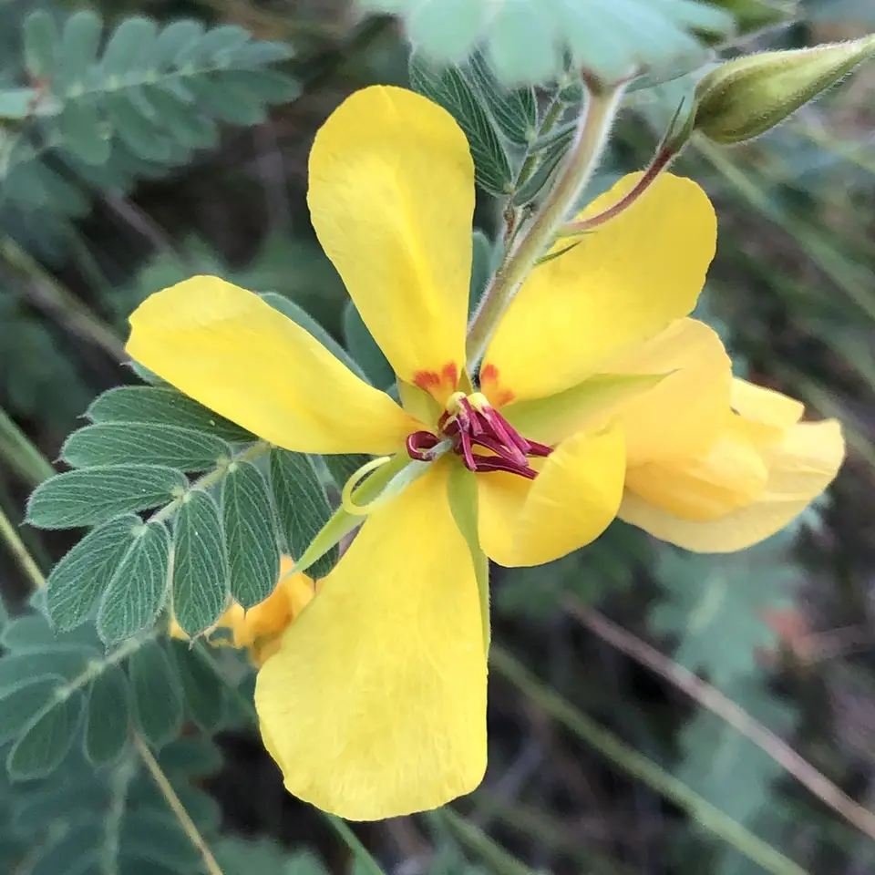 Narrowpod Sensitive Pea (Chamaecrista lineata)