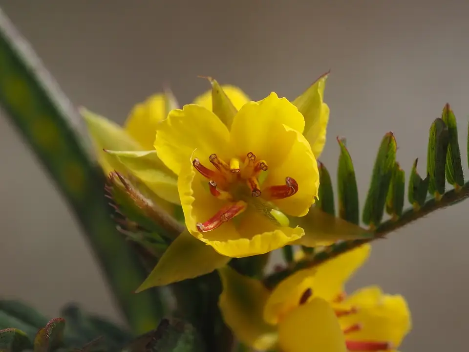 Sensitive Pea (Chamaecrista nictitans)