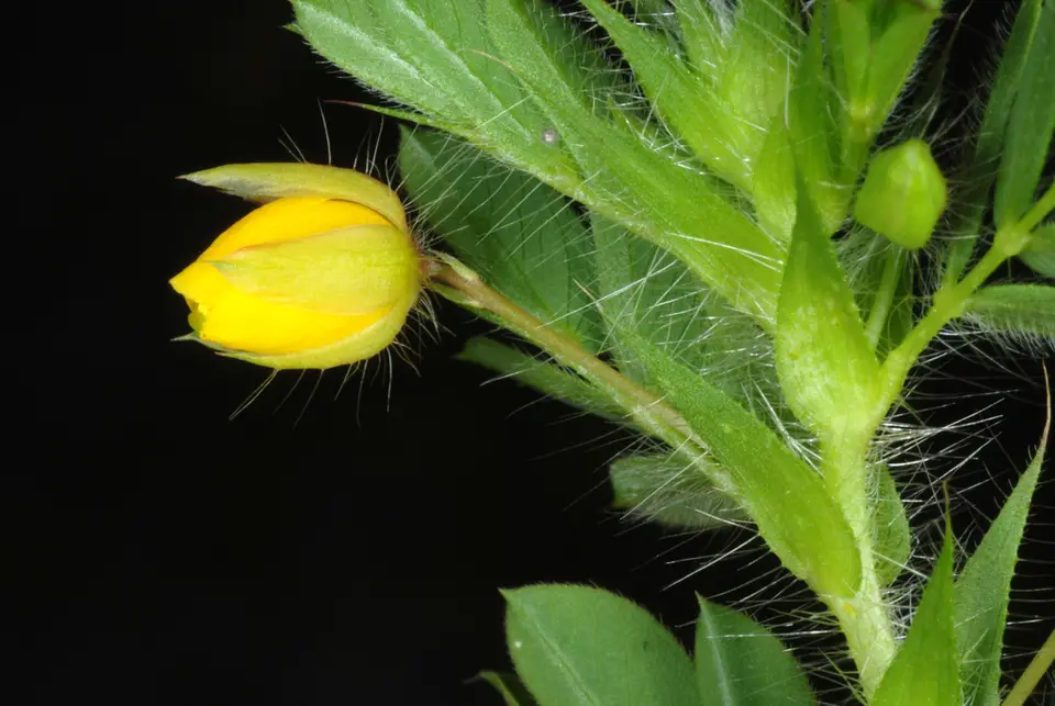 Hairy Sensitive Pea (Chamaecrista pilosa)