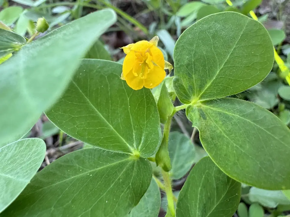 Roundleaf Sensitive Pea (Chamaecrista rotundifolia)