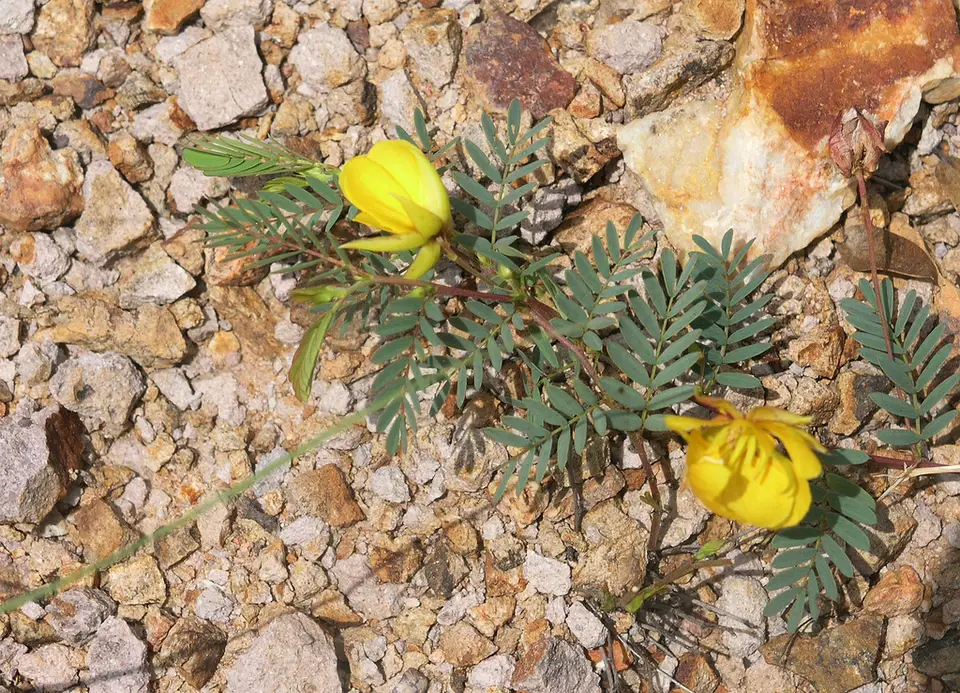 Slender Sensitive Pea (Chamaecrista serpens)