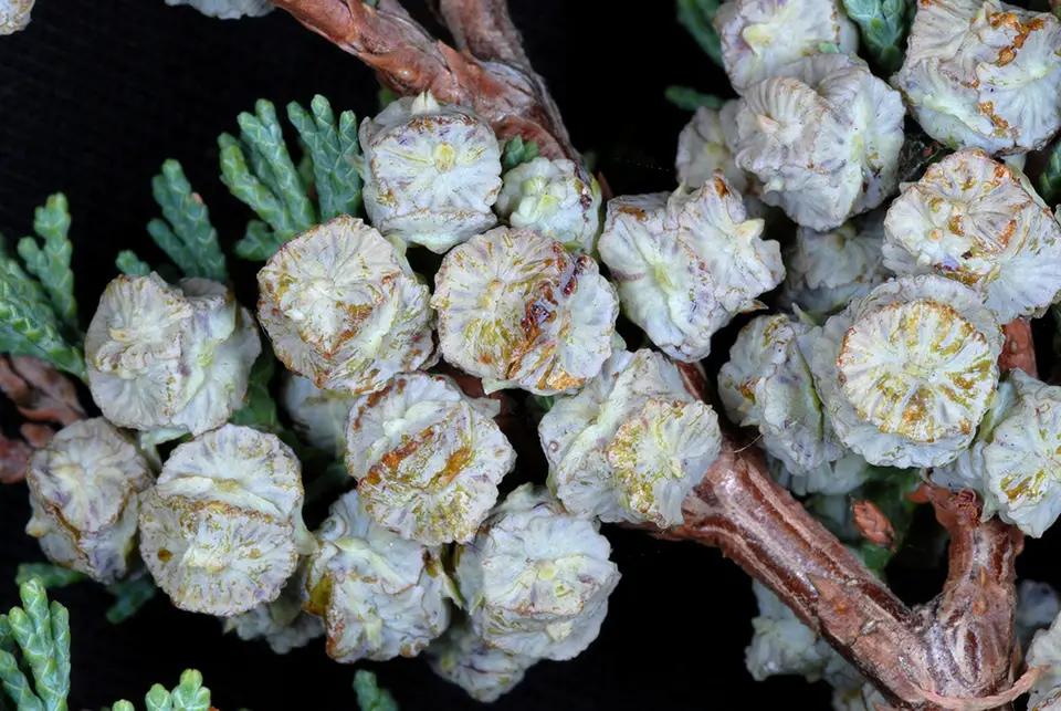 Atlantic White Cedar (Chamaecyparis thyoides)