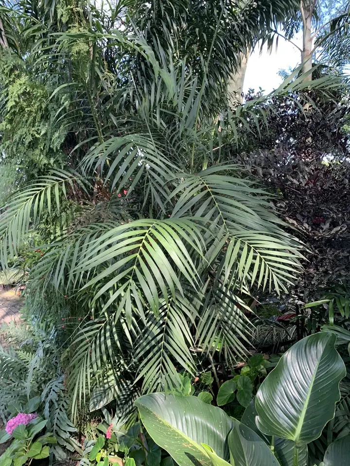 Chamaedorea hooperiana (Chamaedorea hooperiana)
