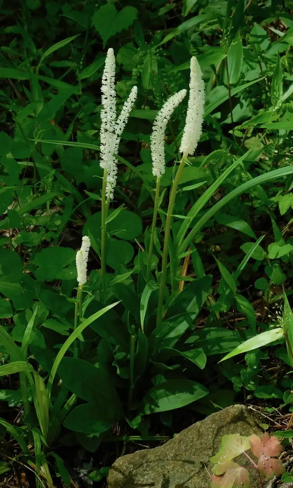 Devil's Bit (Chamaelirium luteum)