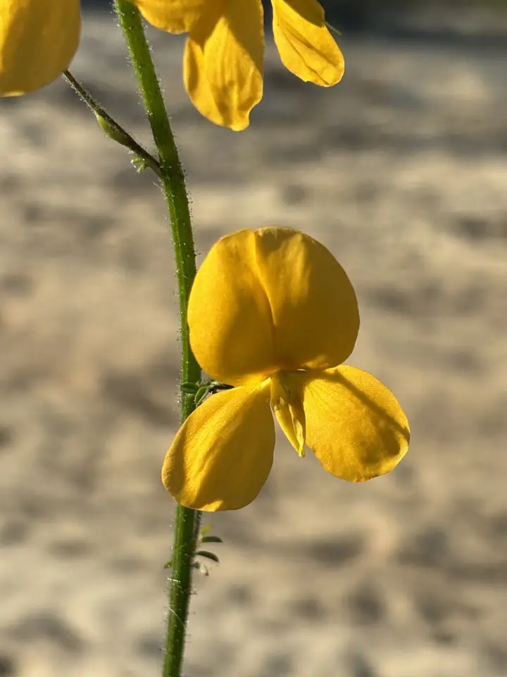 Florida Alicia (Chapmannia floridana)