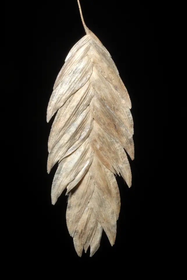 River Oats (Chasmanthium latifolium)