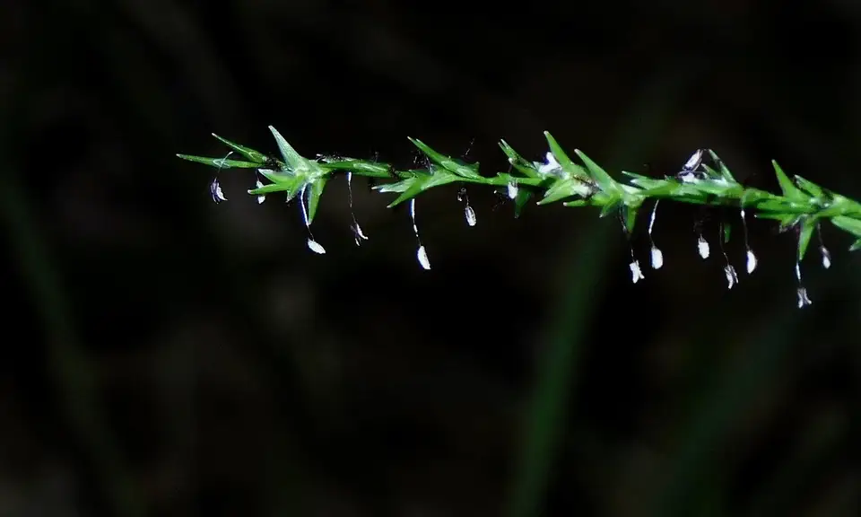 Slender Spikegrass (Chasmanthium laxum)