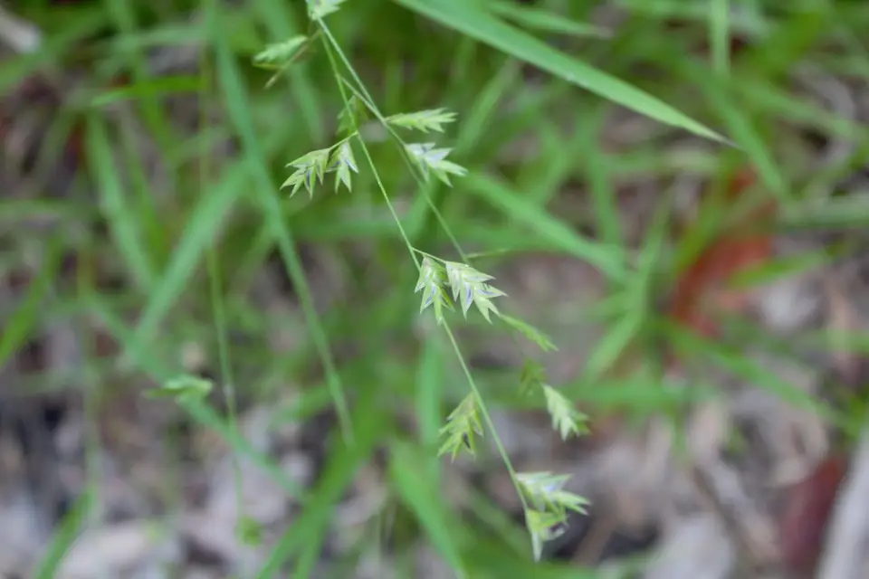 Shiny Woodoats (Chasmanthium nitidum)