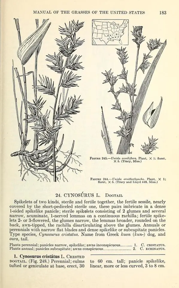 Bird-Bill Spikegrass (Chasmanthium ornithorhynchum)