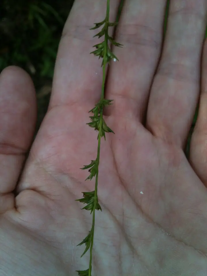 Longleaf Woodoats (Chasmanthium sessiliflorum)